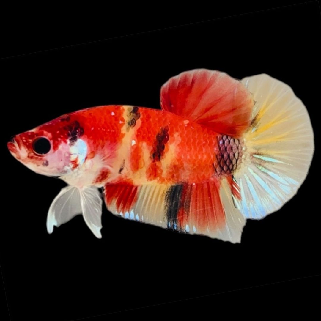 Rare Koi Multicolors Betta Fish