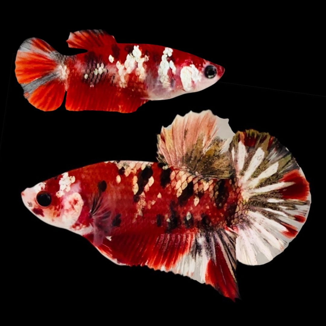 Rare Pair Red Copper Betta Fish