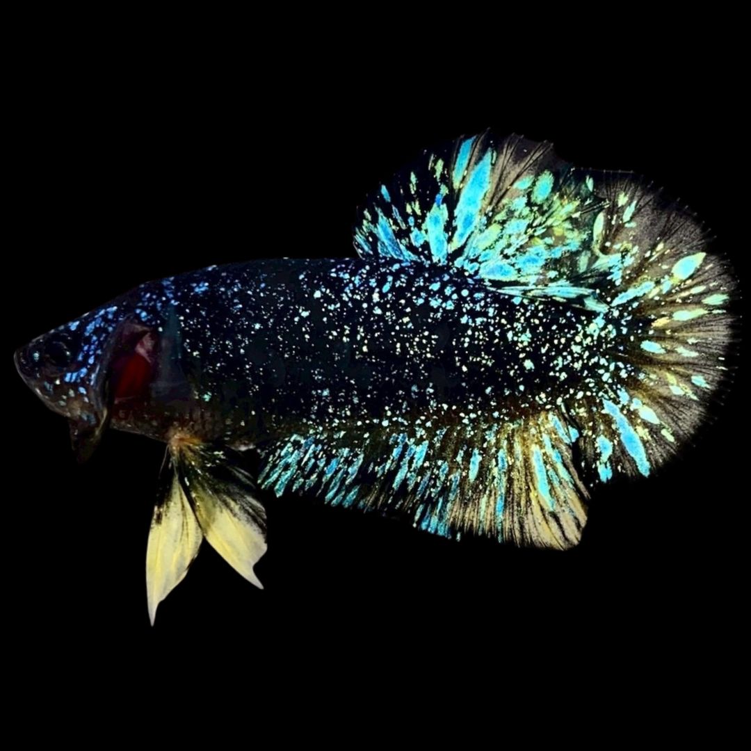 Rare Avatar Betta Fish