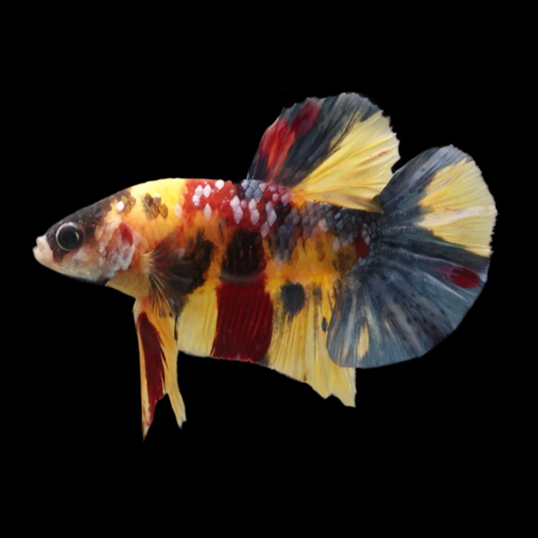 Rare Multicolors Betta Fish