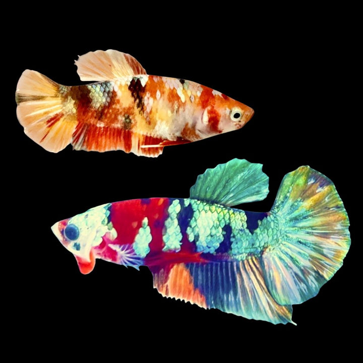 Rare Pair Copper Multicolors Betta Fish