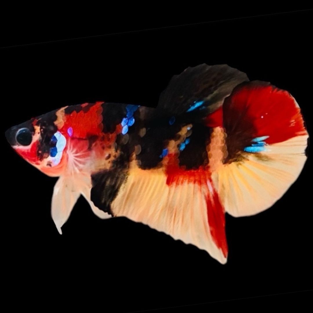 Rare Koi Multicolors Betta Fish