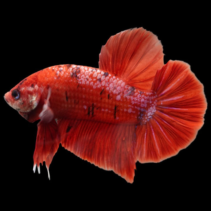 Rare Giant Bloody Red Betta Fish 