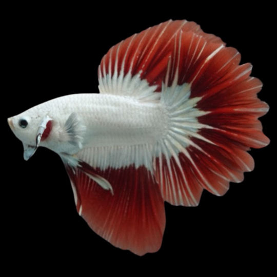Rare Red Dragon Halfmoon Betta Fish (Male)