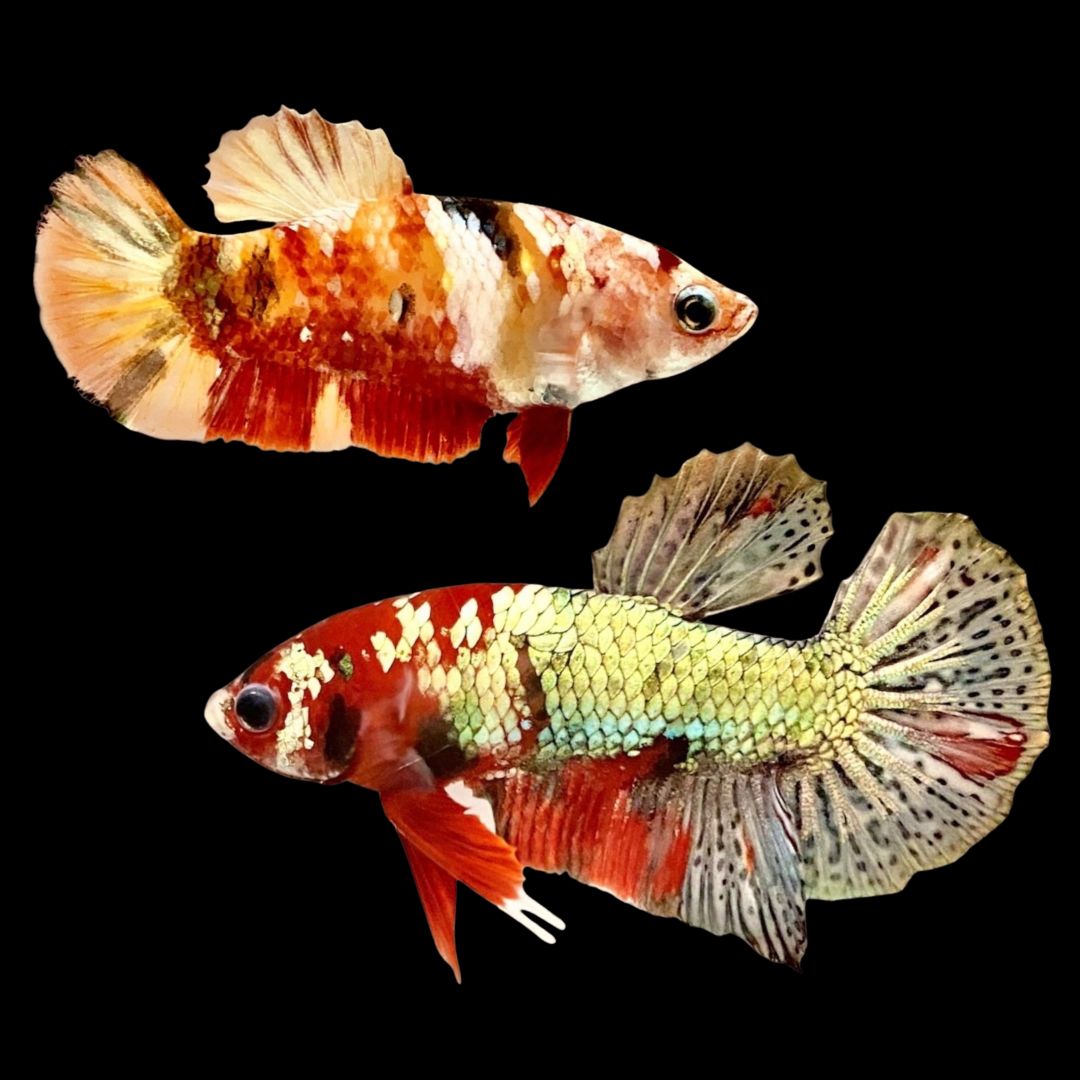 Rare Pair Copper Multicolors Betta Fish