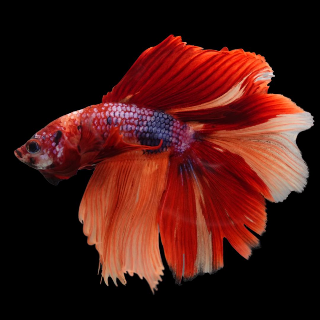 Rare Halfmoon Multicolors Betta Fish