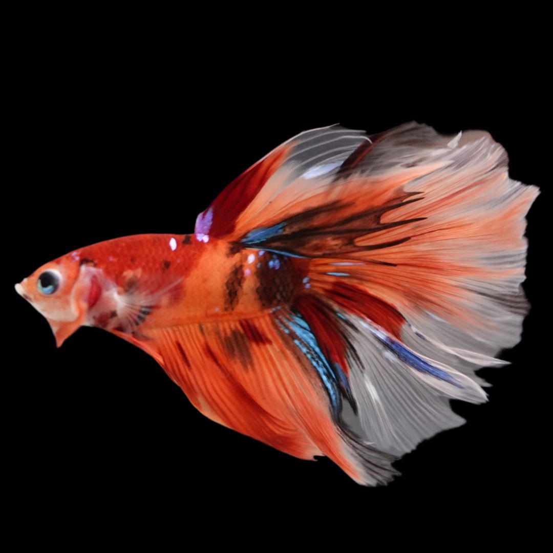 Rare Halfmoon Multicolors Betta Fish