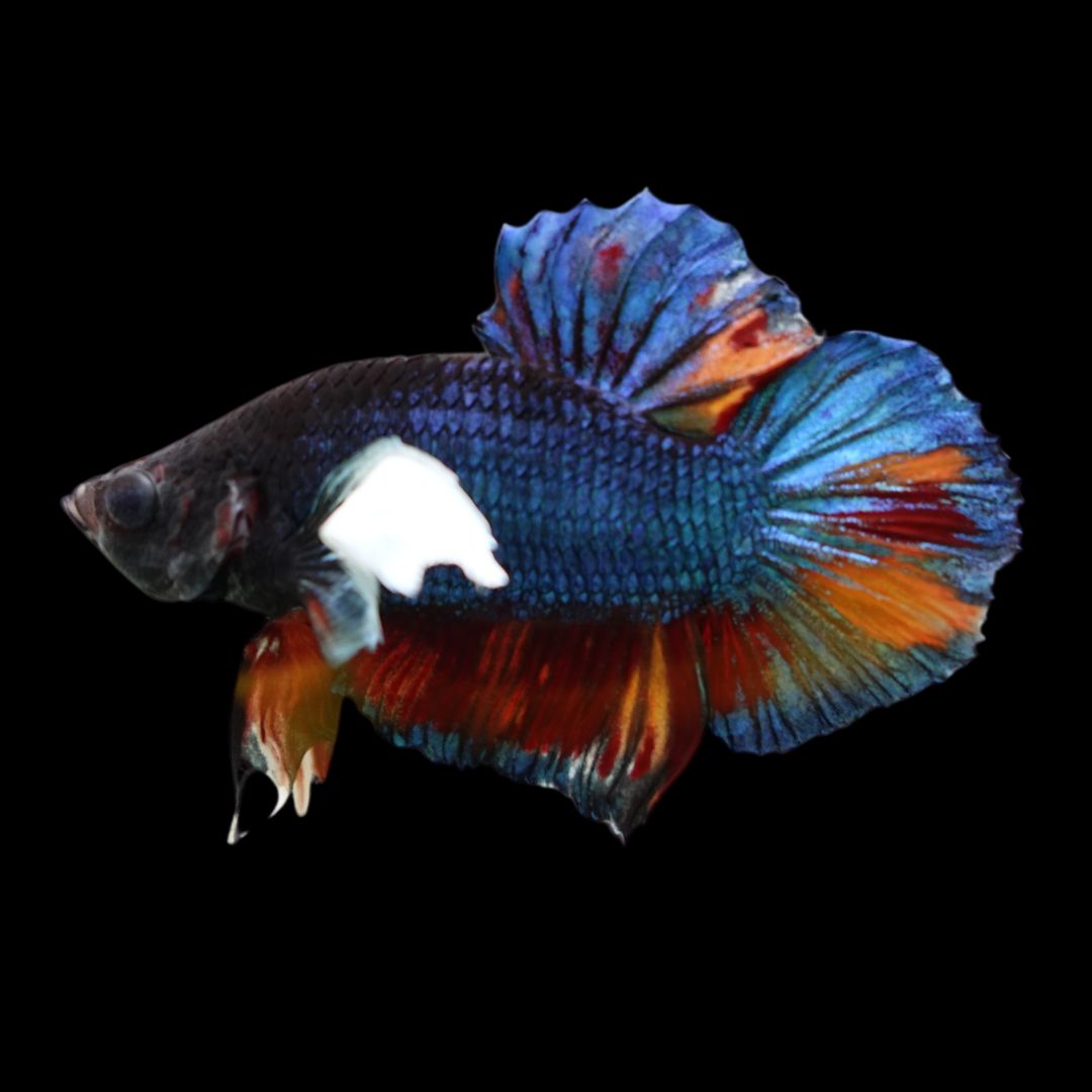 Rare Dumbo Koi Multicolors Betta Fish