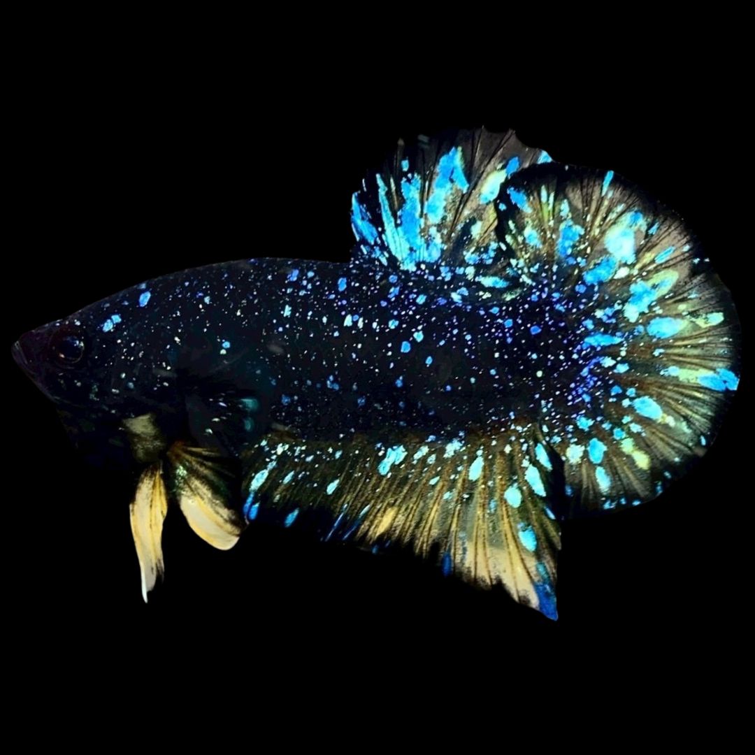 Rare Avatar Betta Fish