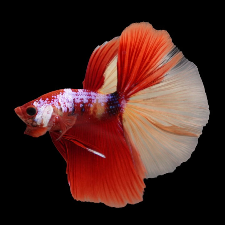 Competition Halfmoon Nemo Betta Fish