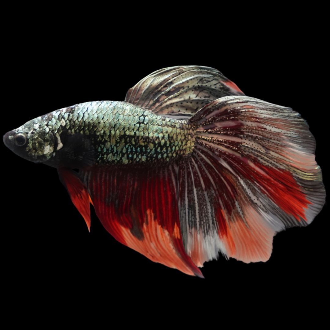 Rare Giant Halfmoon Red Copper Betta Fish