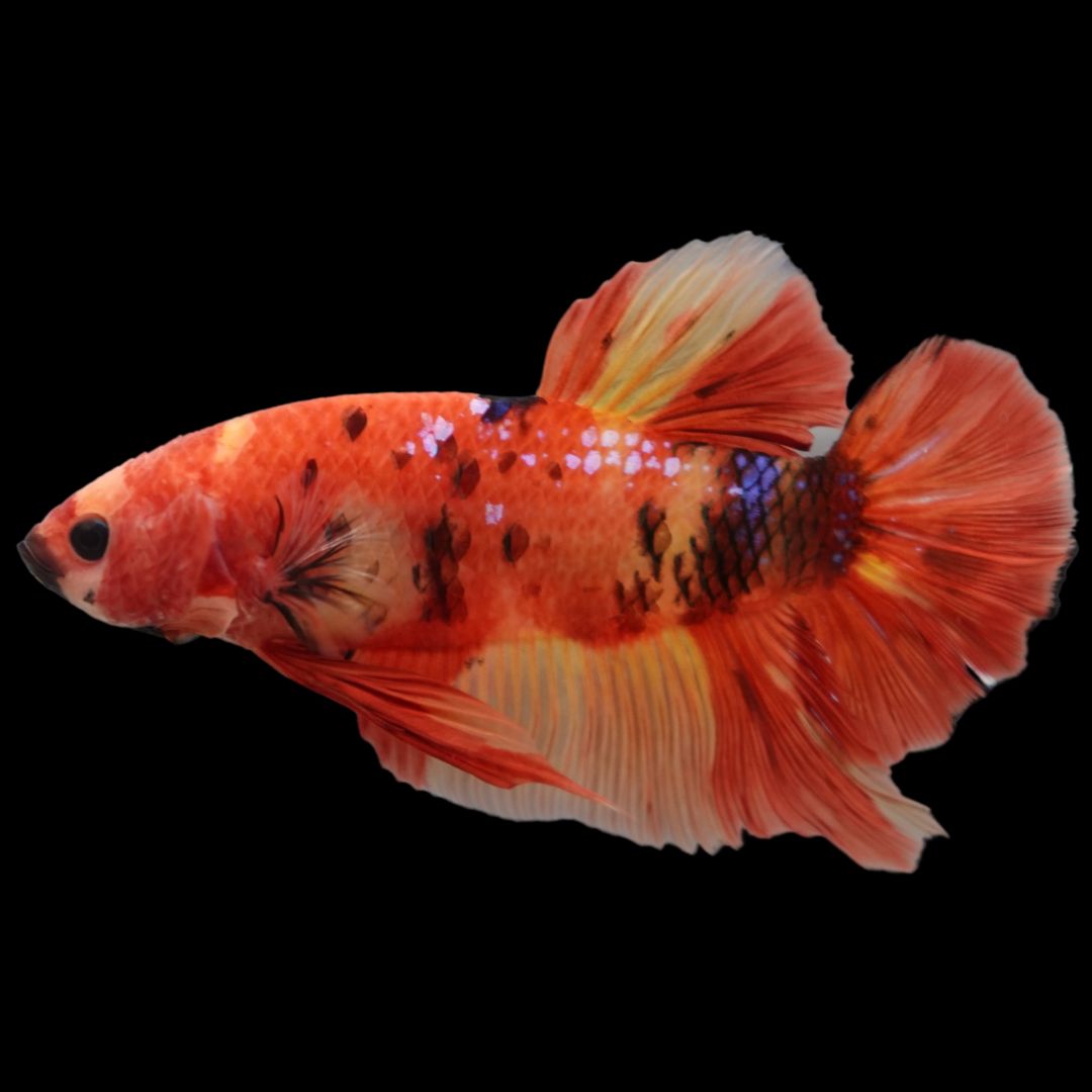 Rare Giant Multicolors Betta Fish