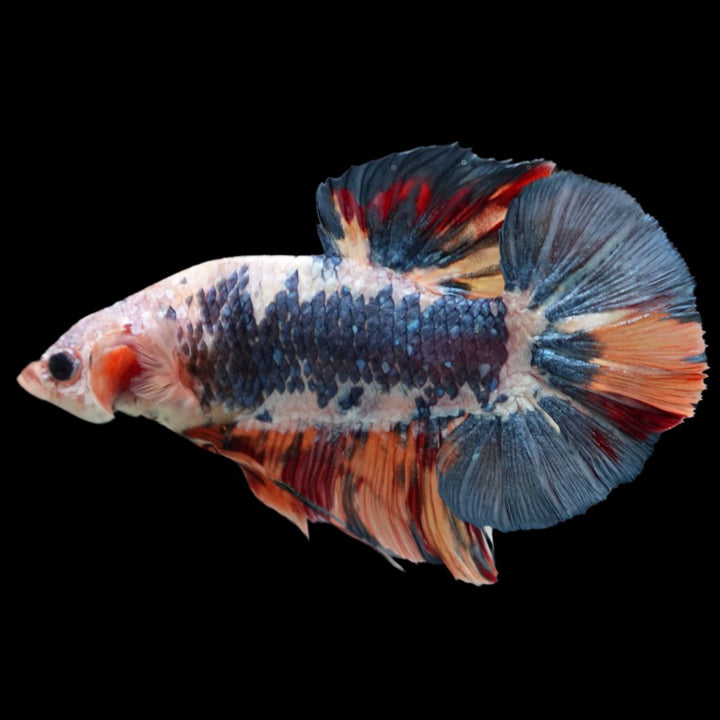 Rare Giant Multicolors Betta Fish