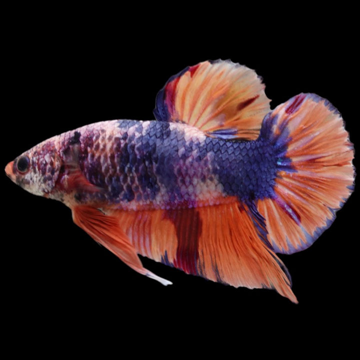 Rare Giant Multicolors Betta Fish