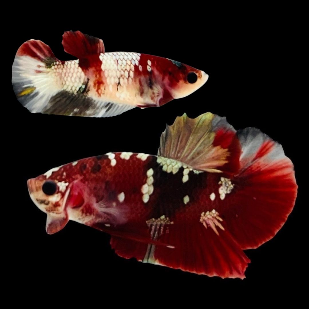 Rare Pair Red Copper Betta Fish