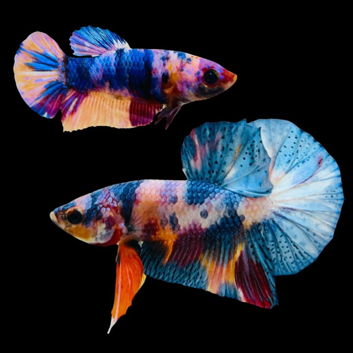 Rare Pair Koi Multicolors Betta Fish