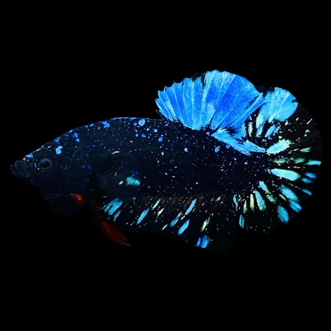 Rare Avatar Betta Fish (Male)