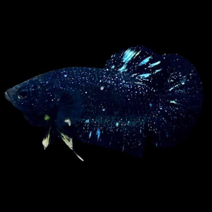Rare Avatar Betta Fish