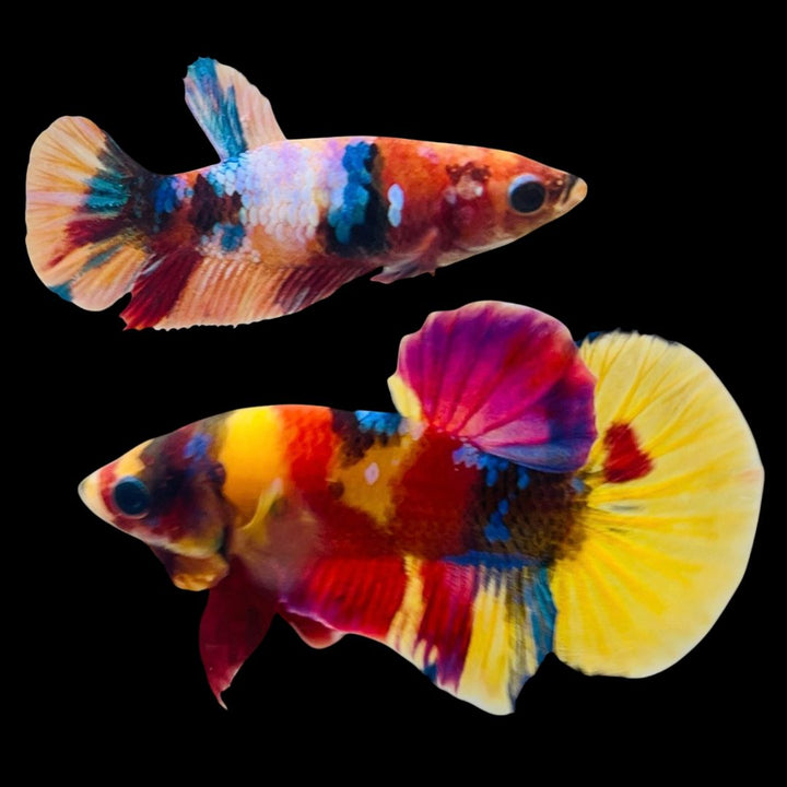 Rare Pair Koi Multicolors Betta Fish