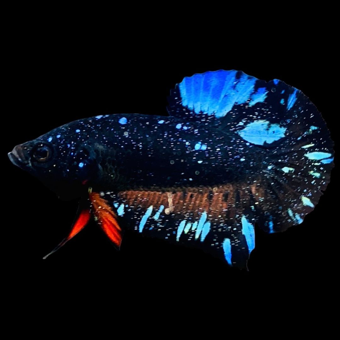 Rare Avatar Betta Fish