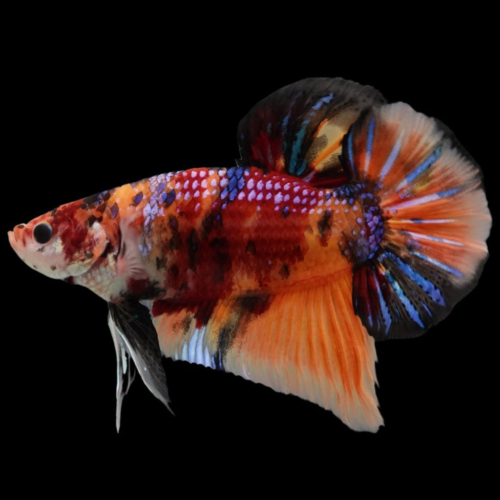 Rare Giant Multicolors Betta Fish For Sale – Thailand Betta Fish