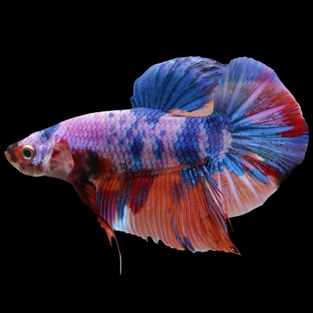 Rare Giant Multicolors Betta Fish