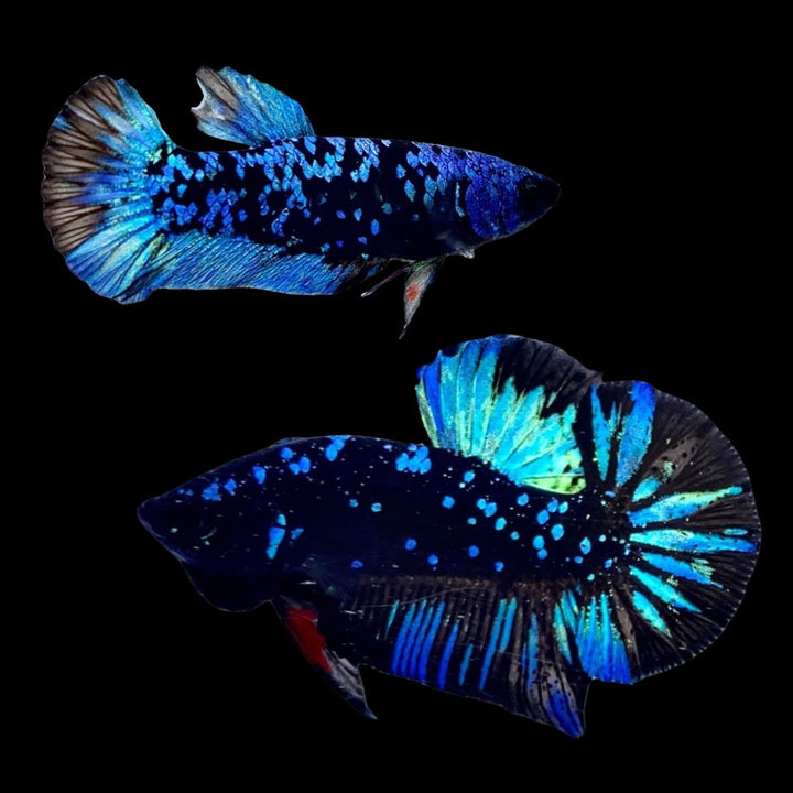 Rare Pair Galaxy Black Star Betta Fish