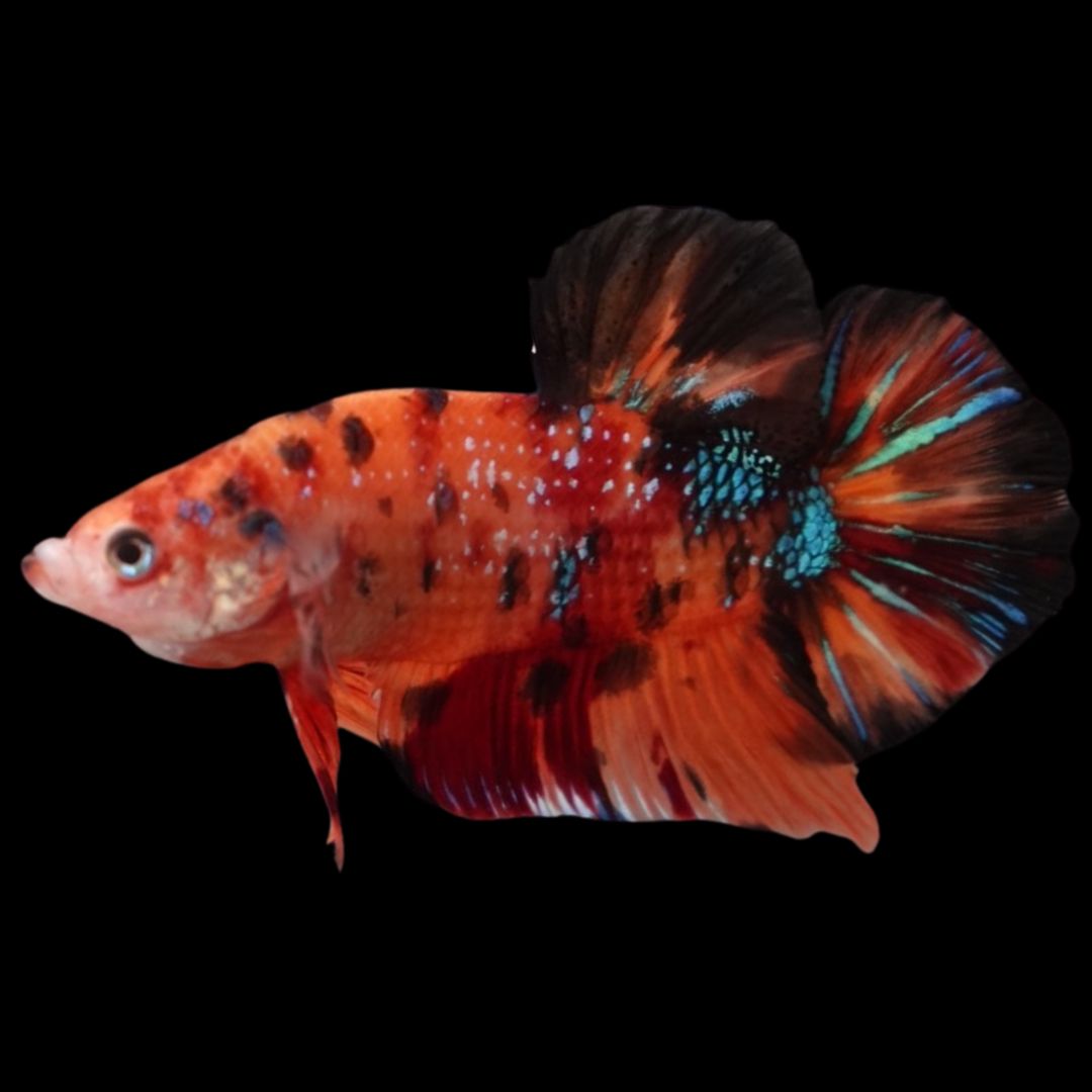 Rare Giant Multicolors Betta Fish