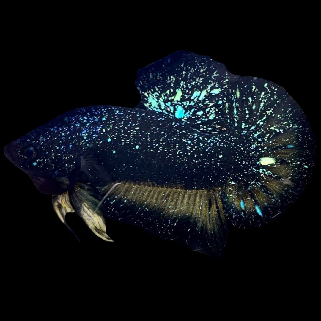 Rare Avatar Betta Fish