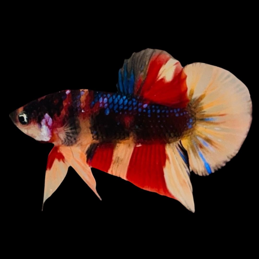 Rare Koi Multicolors Betta Fish