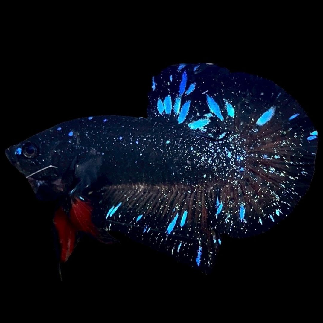 Rare Avatar Betta Fish