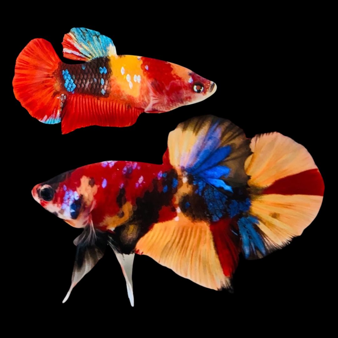 Rare Pair Koi Multicolors Betta Fish