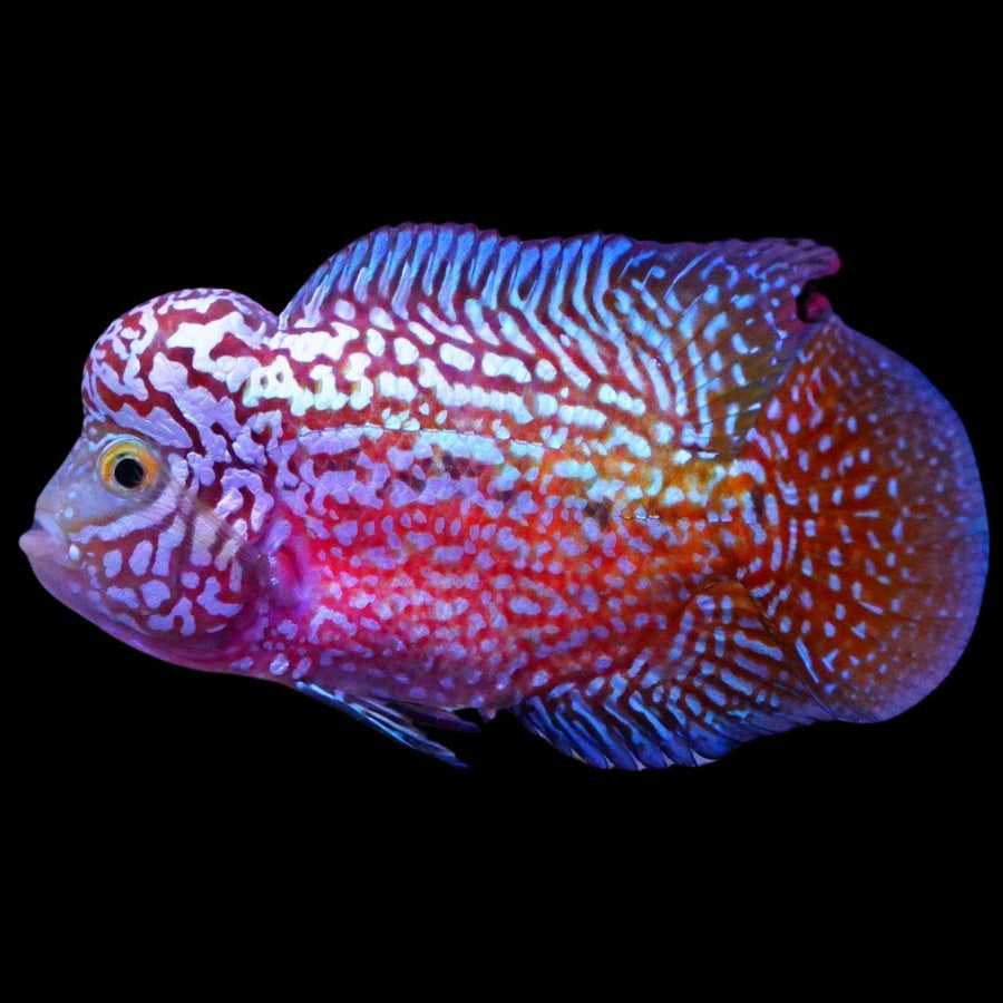 Flowron Fish Rare Kamfa Flowerhorn