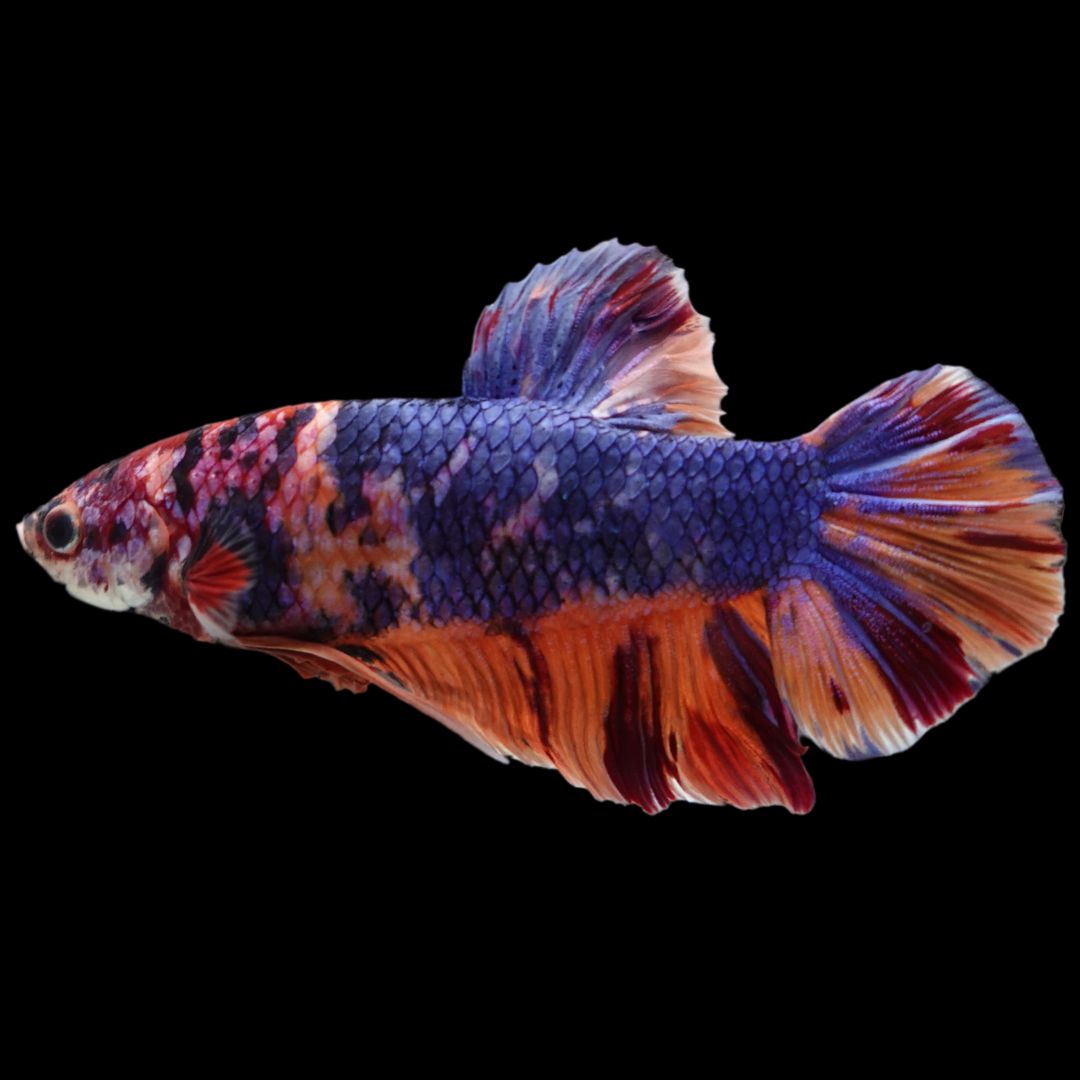 Rare Giant Multicolors Betta Fish