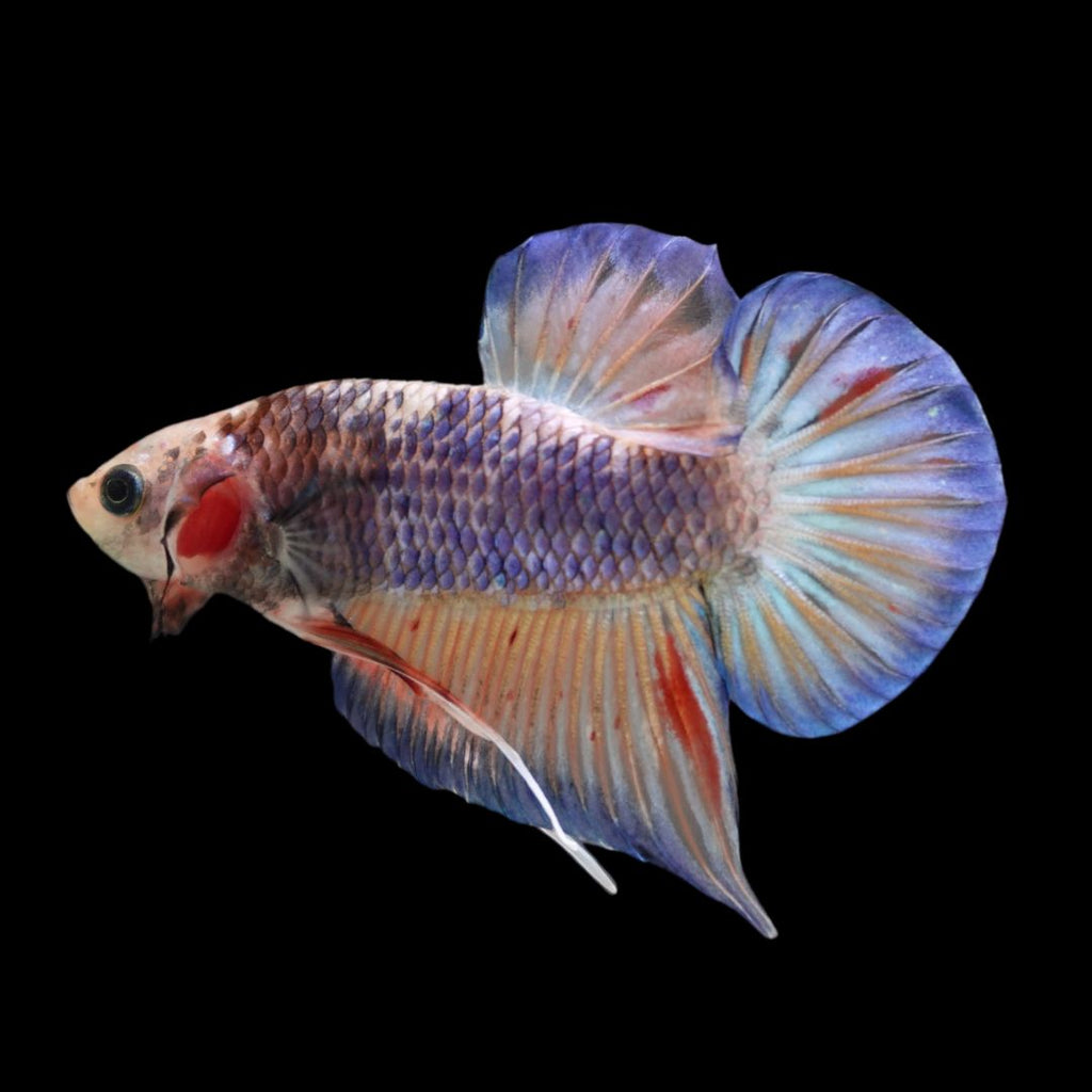 『AMAZING THAI BETTA』 Betta Fish Magical Pink Blue Legacy Fancy OHM