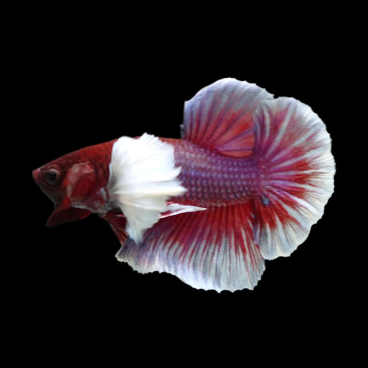 Rare Dumbo Crimson Red Betta Fish