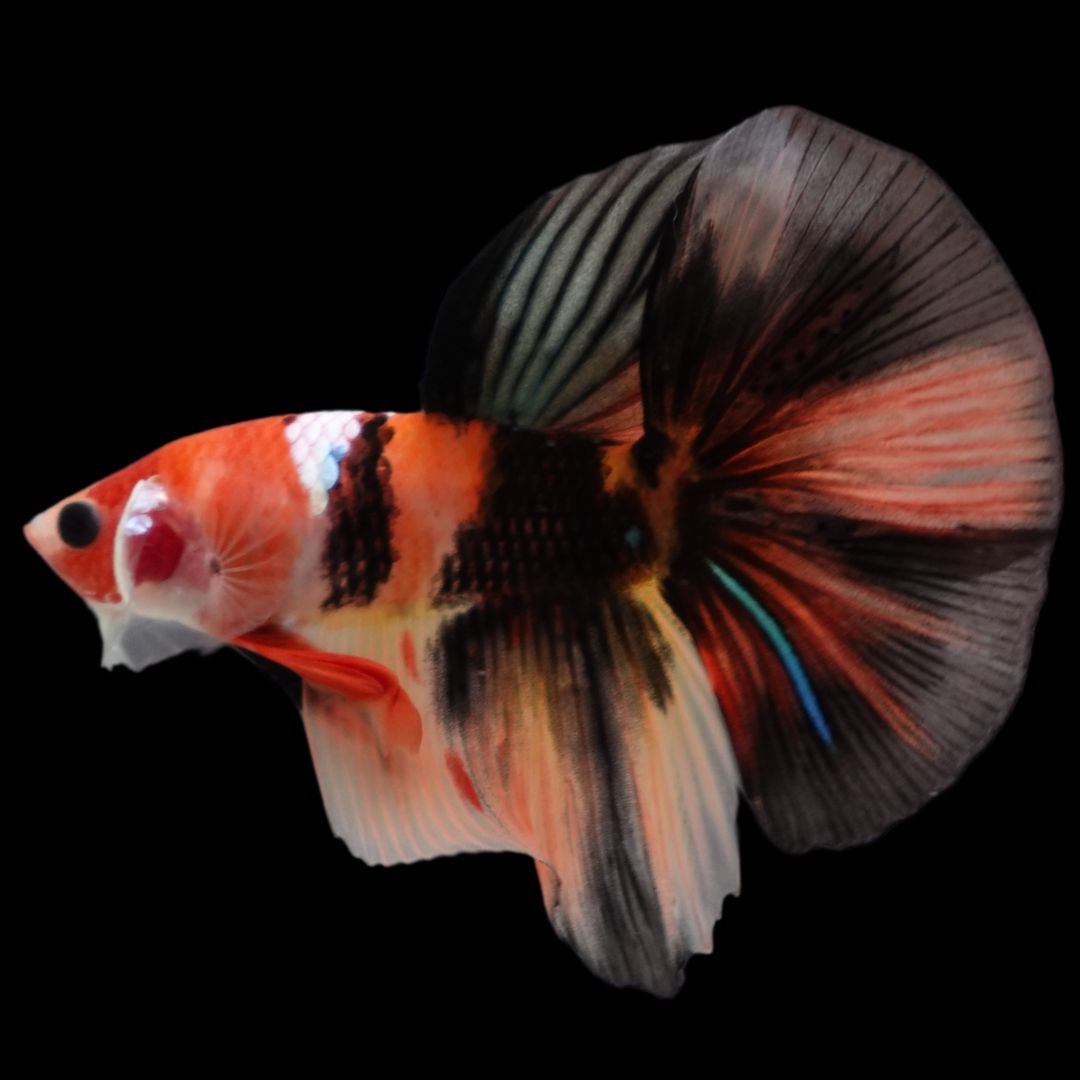 Rare Halfmoon Multicolors Betta Fish