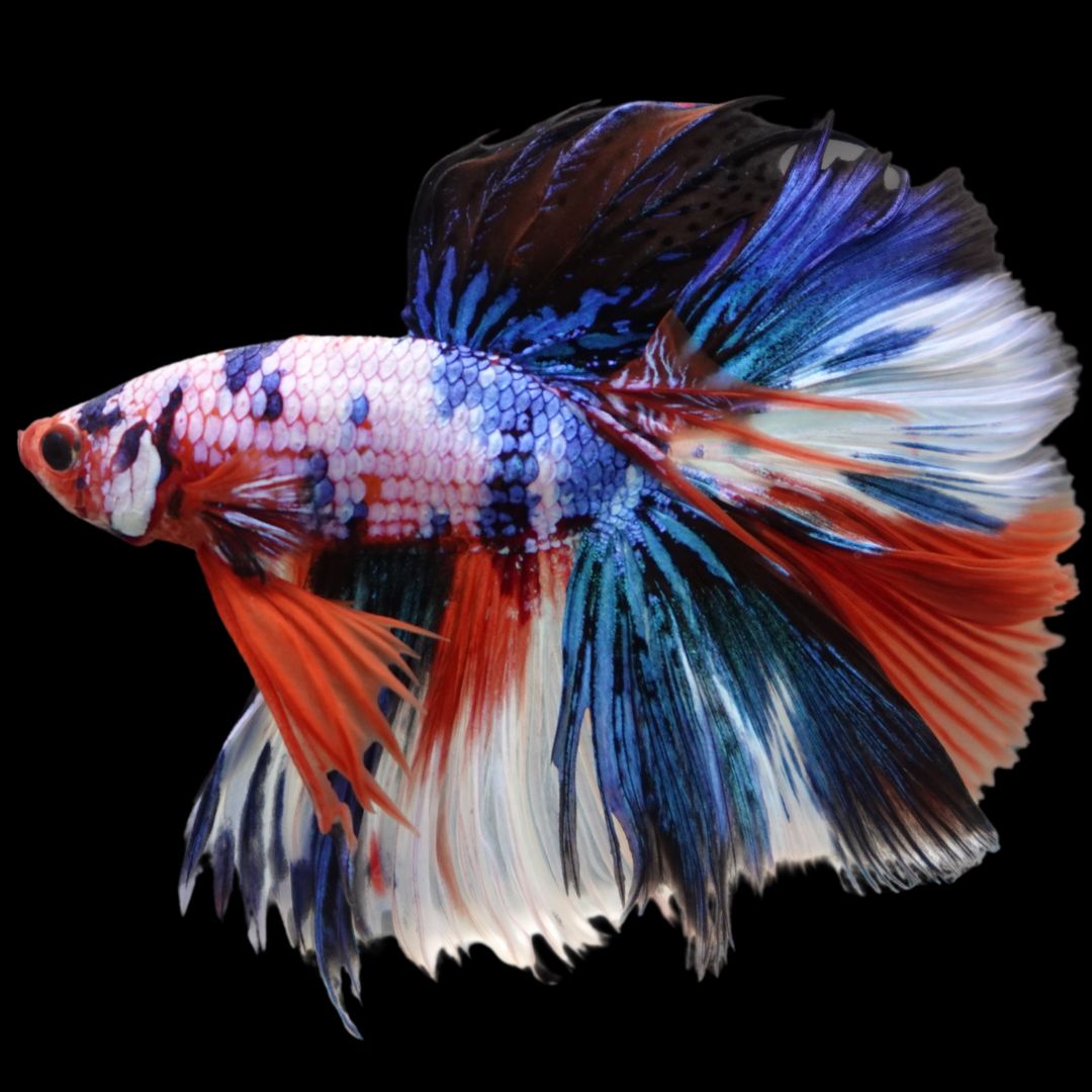 Rare Halfmoon Multicolors Betta Fish