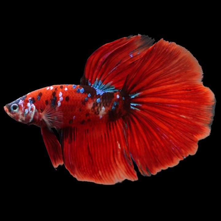 Competition Grade - Giant Halfmoon Red Devil Betta Fish