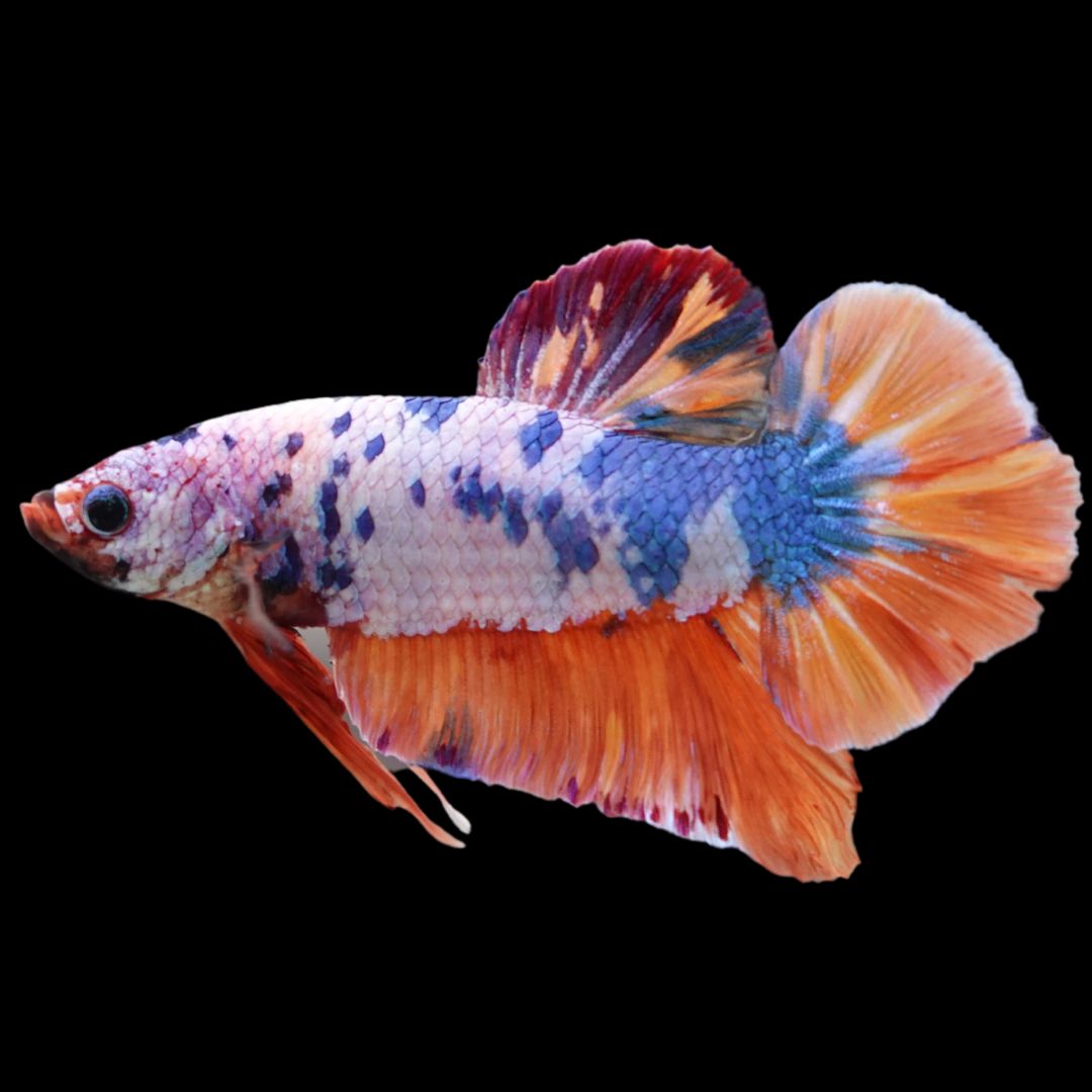 Rare Giant Multicolors Betta Fish