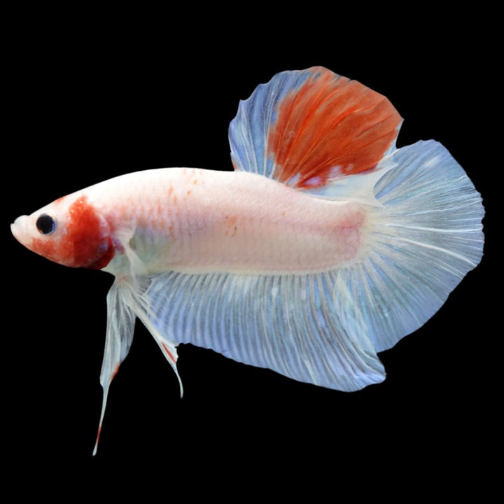 Competition Giant Koi Betta Fish