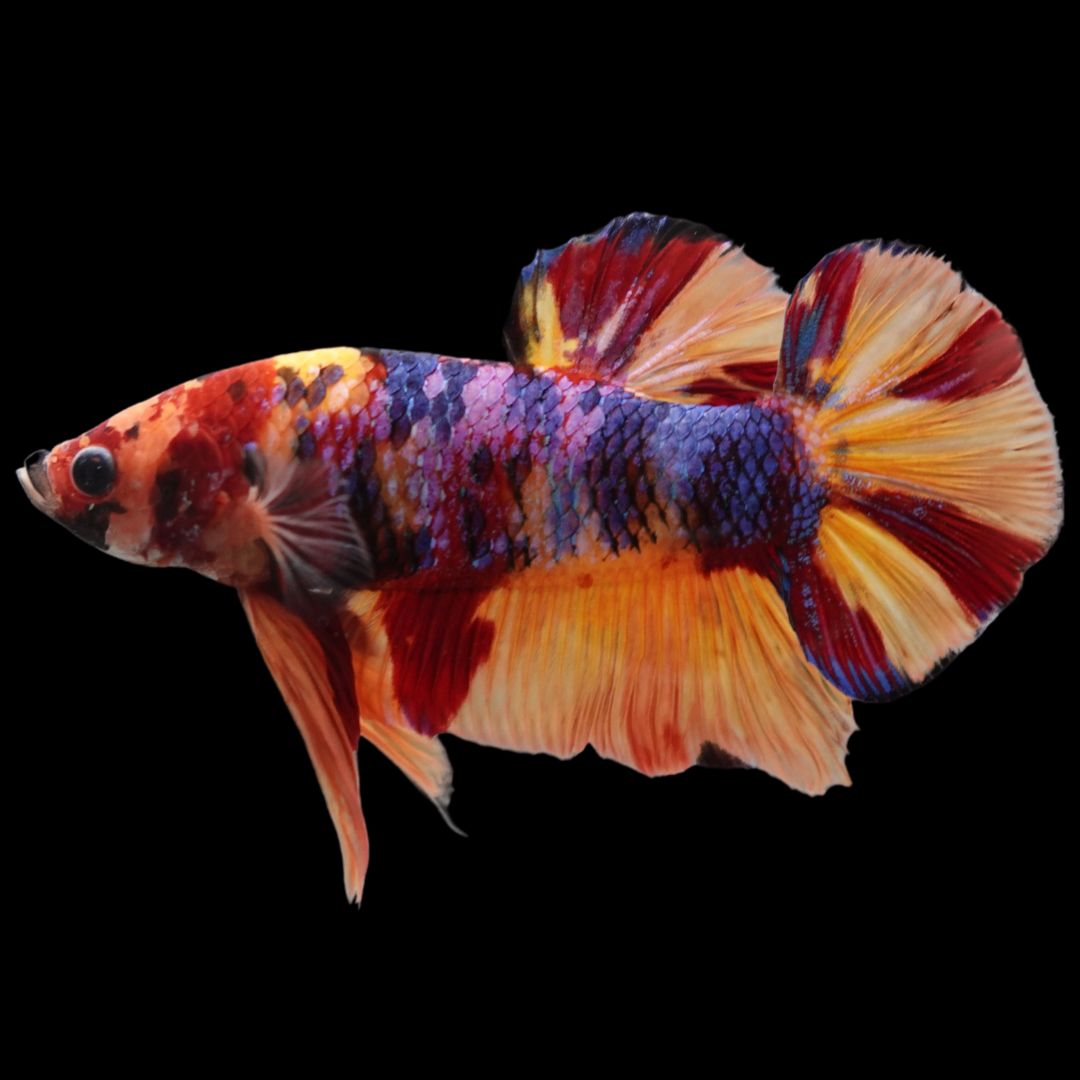 Rare Giant Multicolors Betta Fish