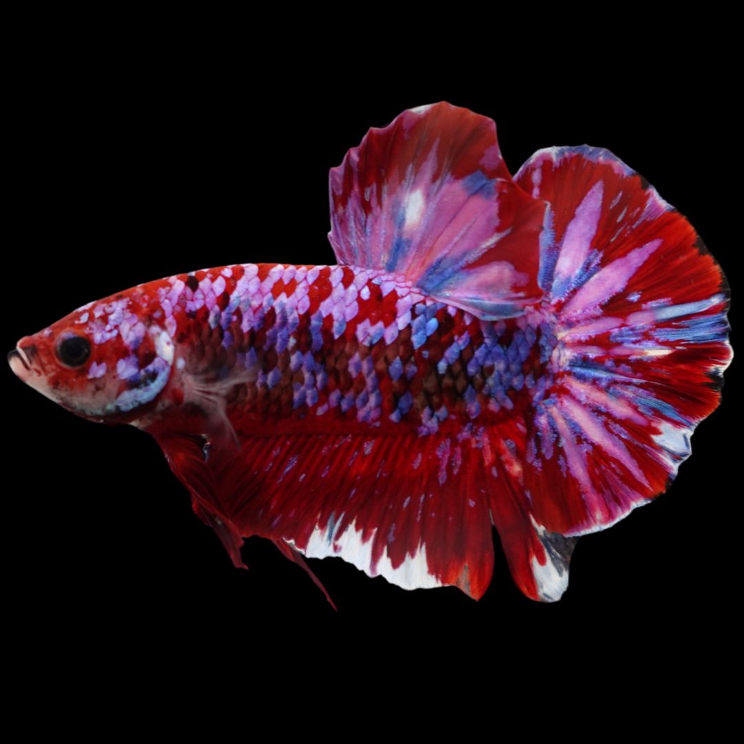 Rare Giant Multicolors Betta Fish