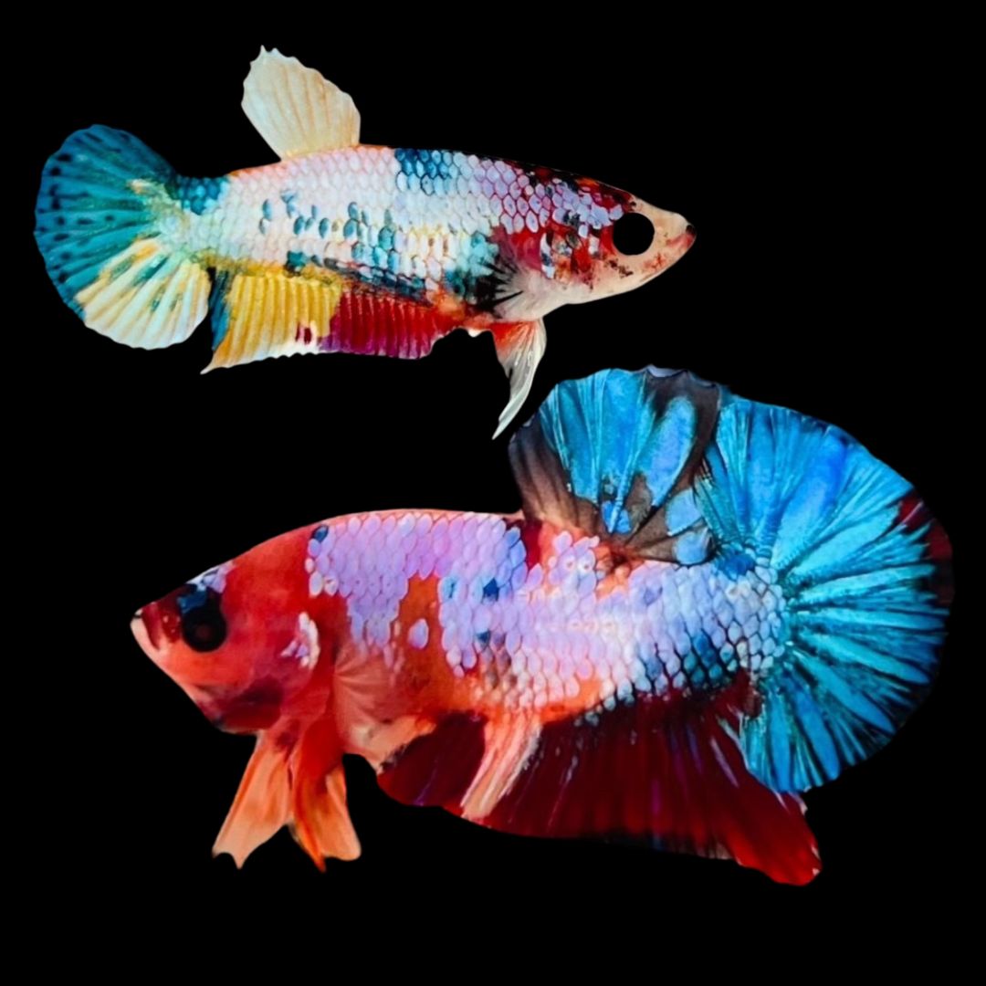 Rare Pair Koi Multicolors Betta Fish