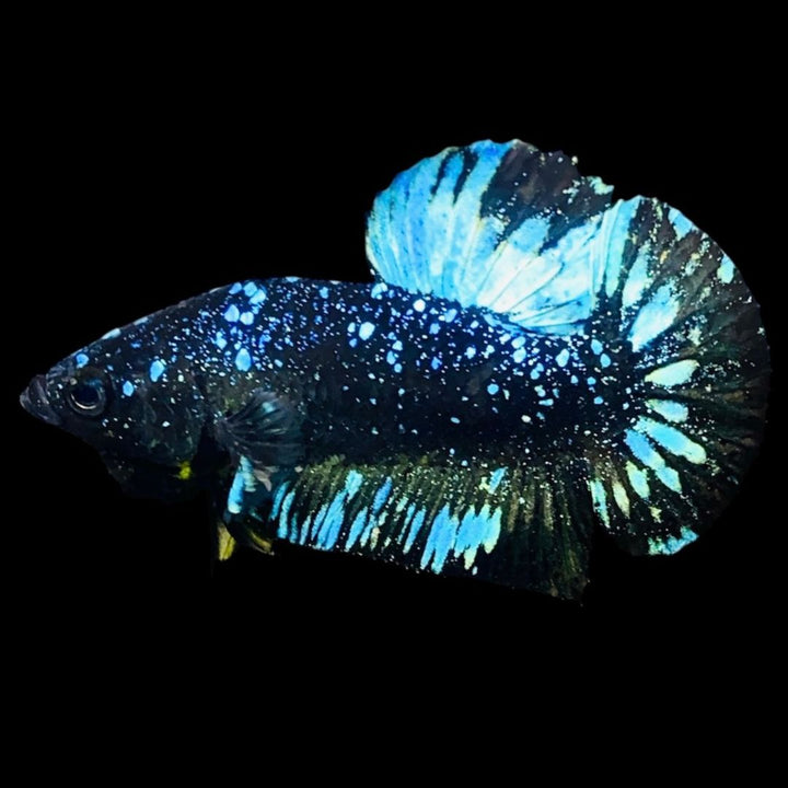 Rare Avatar Betta Fish (Male)