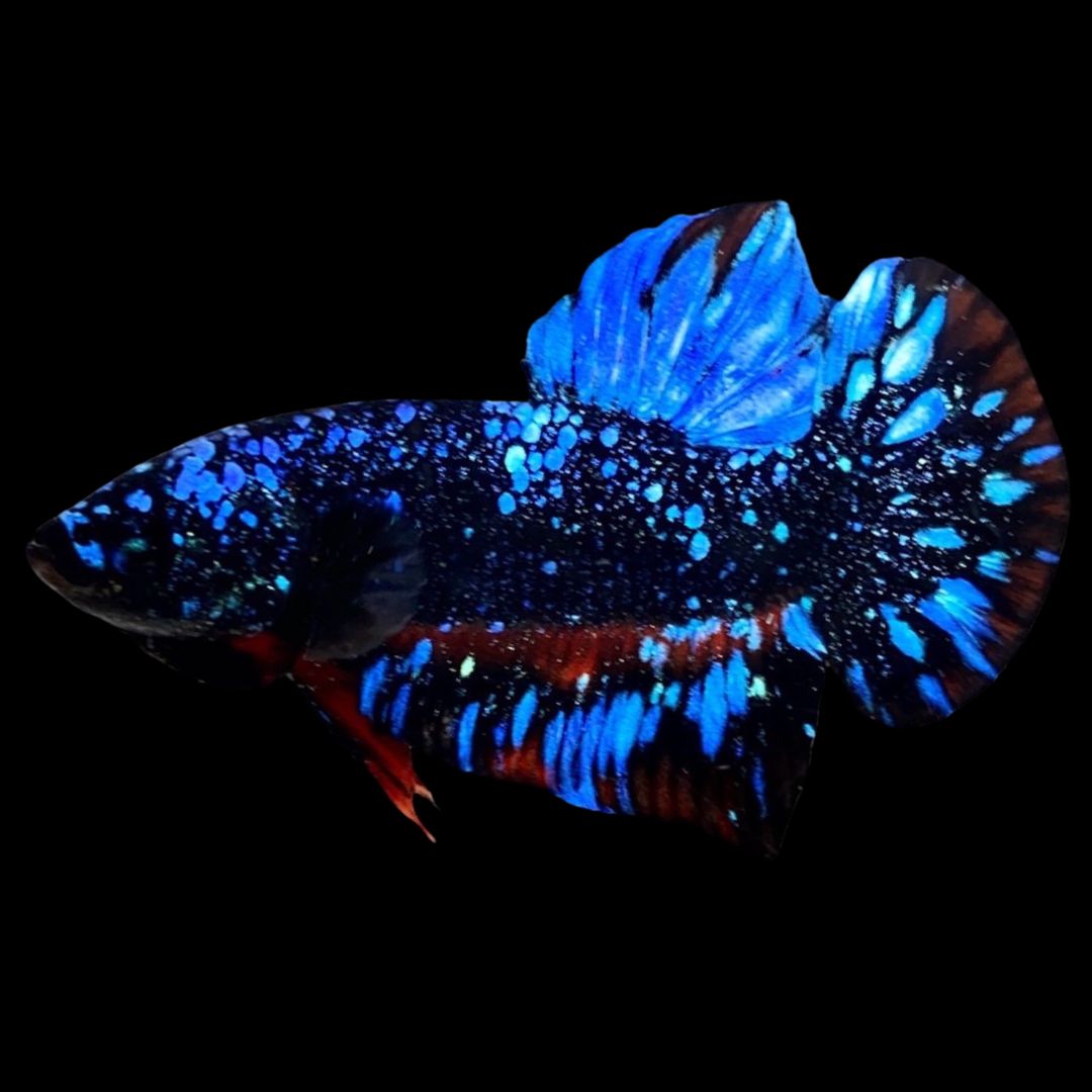 Rare Avatar Betta Fish