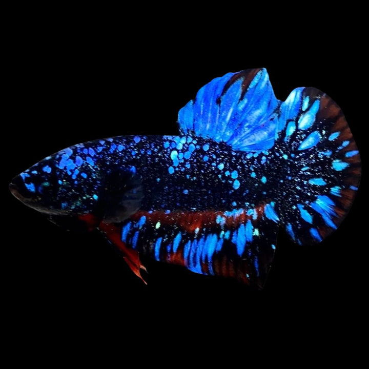 Rare Avatar Betta Fish