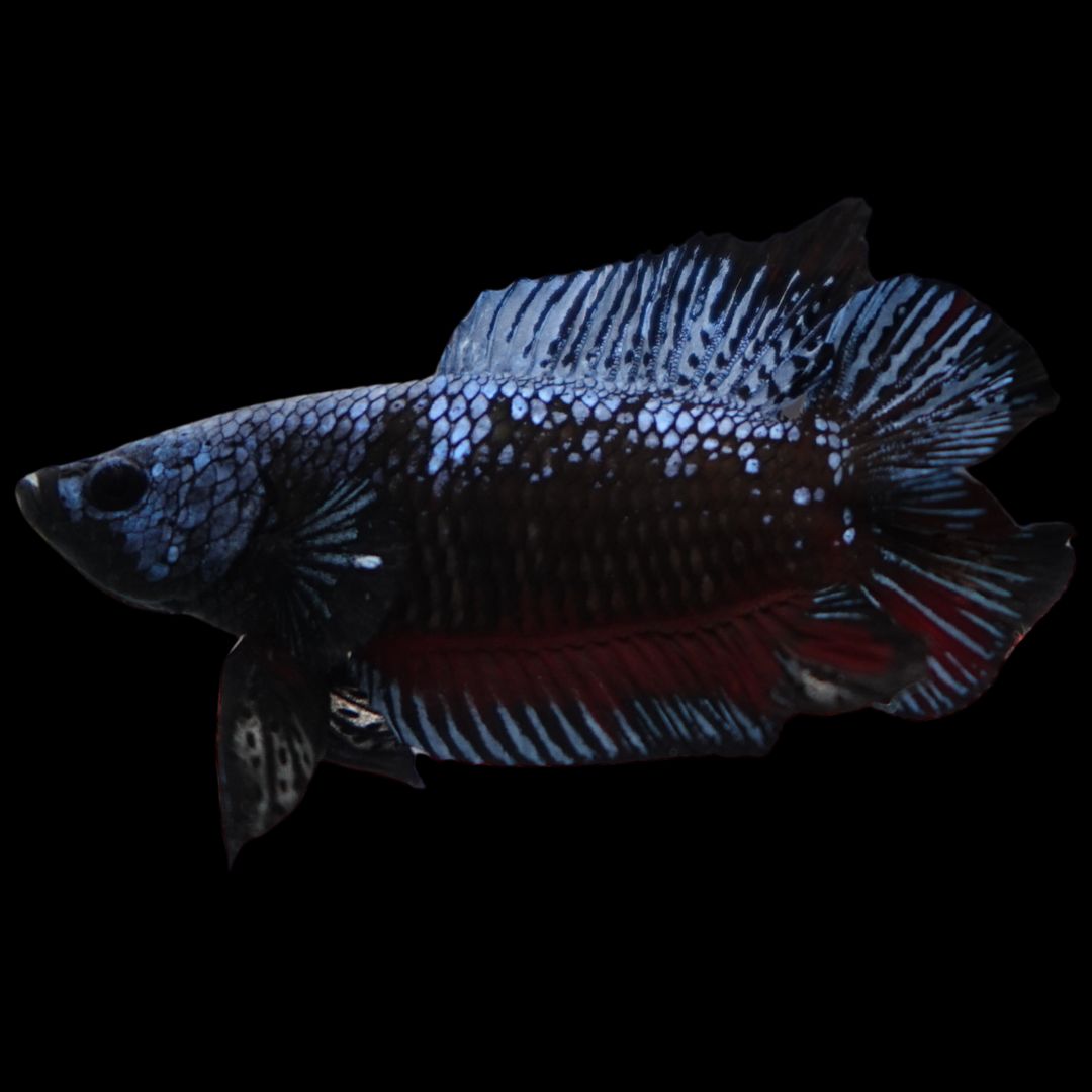 Rare Double Tail Blue Samurai Betta Fish