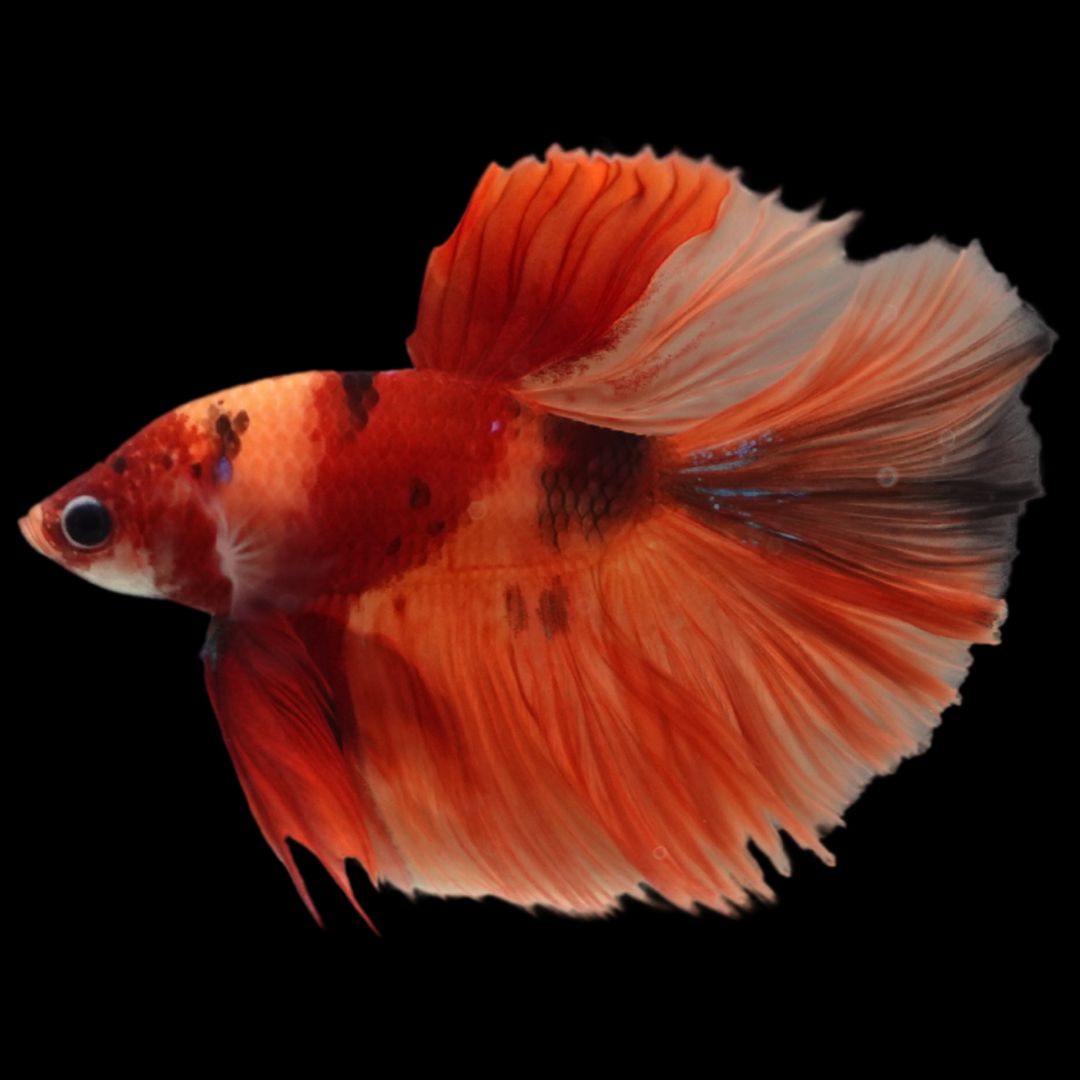 Rare Halfmoon Multicolors Betta Fish