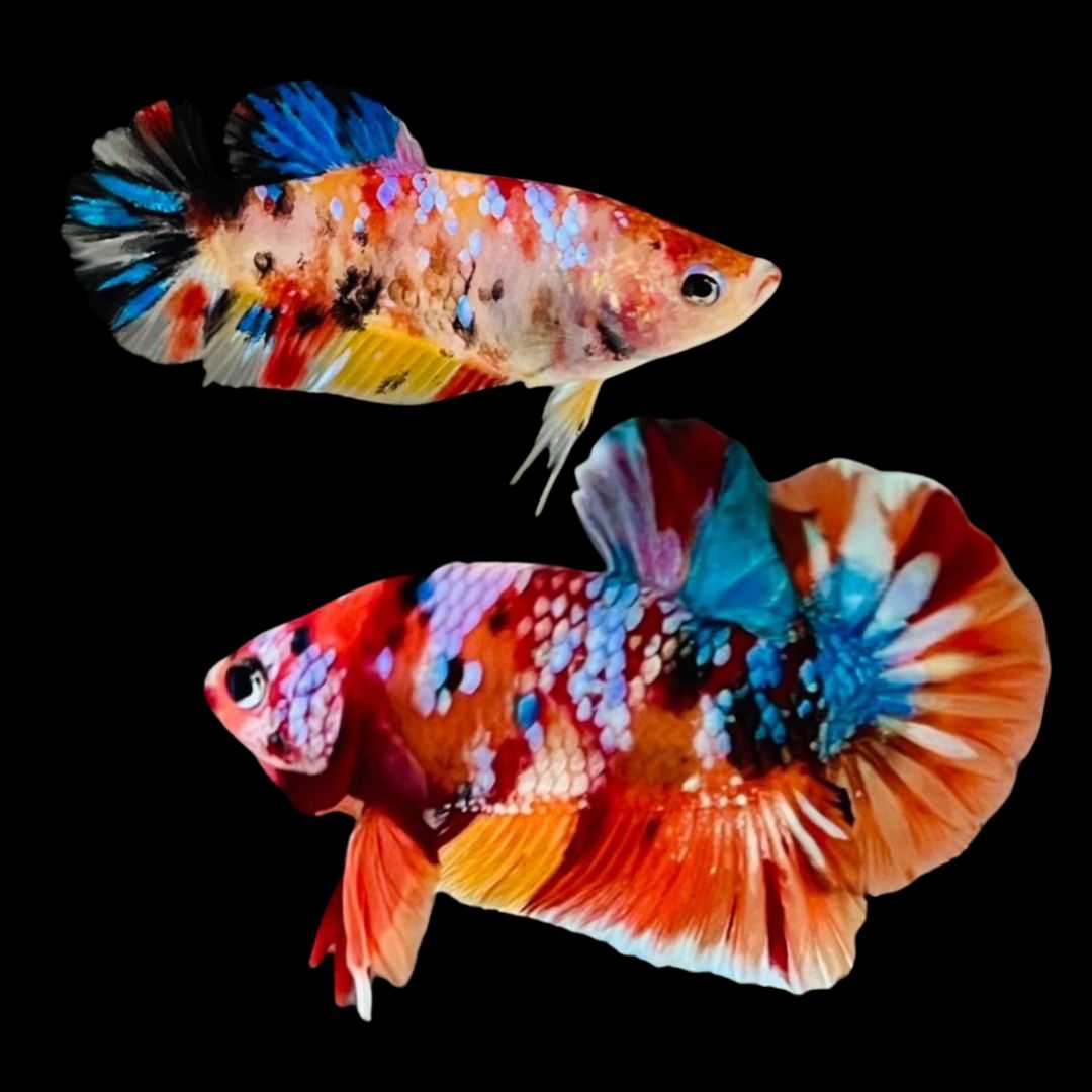 Rare Pair Koi Multicolors Betta Fish